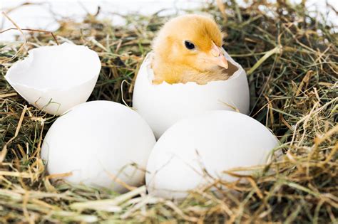 video of chickens hatching.